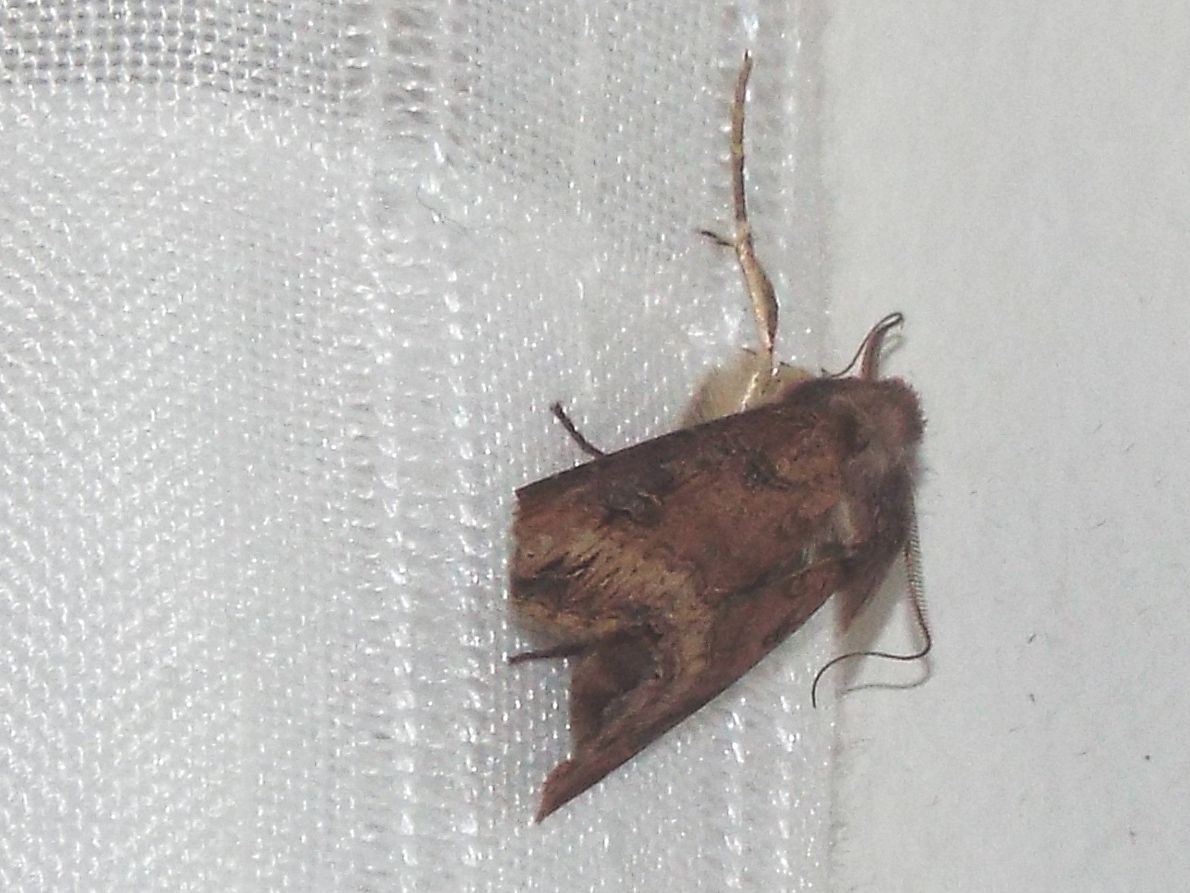 Falena...mummificata:  Agrotis ipsilon (Noctuidae)